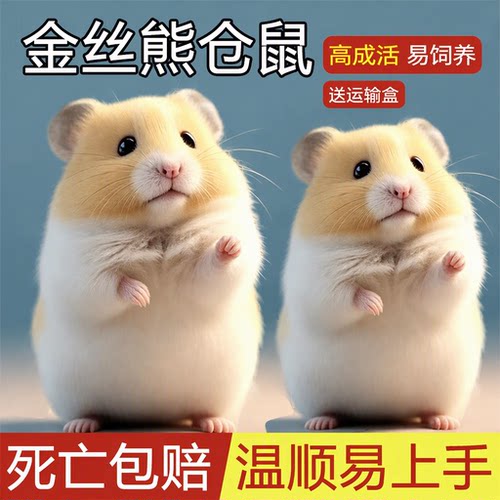家养金丝熊仓鼠健康包活易饲养