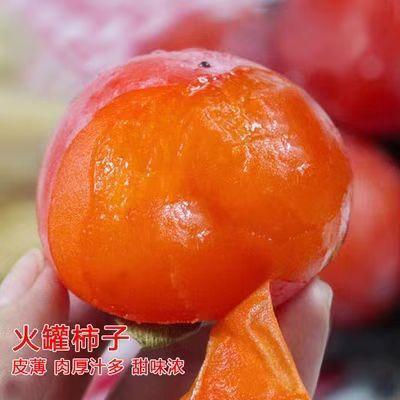 火罐柿子树苗嫁接苗特大果树苗盆栽地栽南方北方都可种植