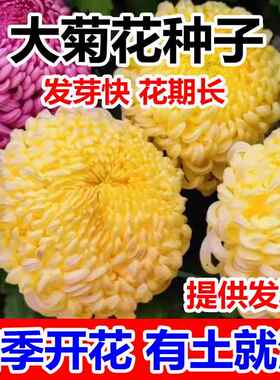 特级黄菊花种子籽食用泡茶贡菊庭院金丝皇菊野生杭白菊野菊花种子