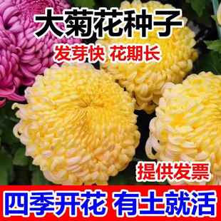 特级黄菊花种子籽食用泡茶贡菊庭院金丝皇菊野生杭白菊野菊花种子