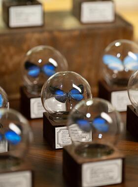 覆盖迷你饰品手工蝴蝶礼物核桃创意玻璃球假日桌面标本礼物