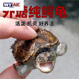 鳄鱼宠物北美大鳄龟苗纯佛杂佛爆刺王小乌龟活物稀有小家养观赏龟