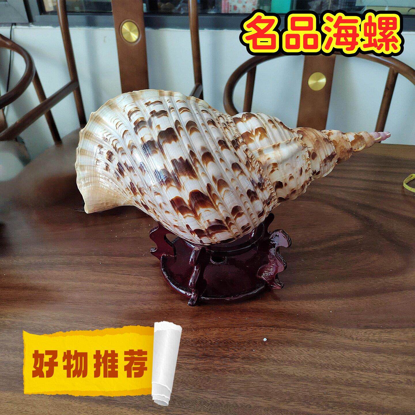 超大海螺凤尾海螺 四大名螺 收藏观赏标本居家桌面玄关摆件包邮