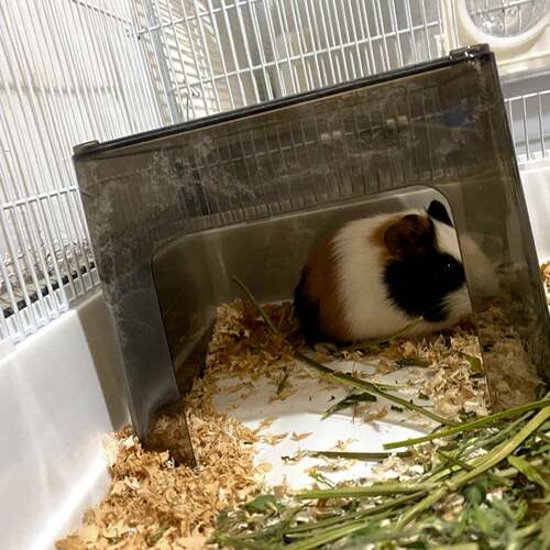 【天猫甄选】豚鼠躲避屋方形无底小仓鼠小单间遮光躲藏屋荷兰猪窝