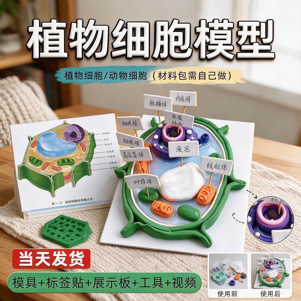 动植物细胞模型初高中生物七年级手工作业制作材料含树脂胶粘土动含标签贴模具液泡高尔基体线粒体核