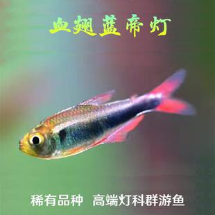 血翅蓝帝灯帝王灯蓝国王灯彩虹灯淡水群游热带鱼草缸南美灯鱼黑灯