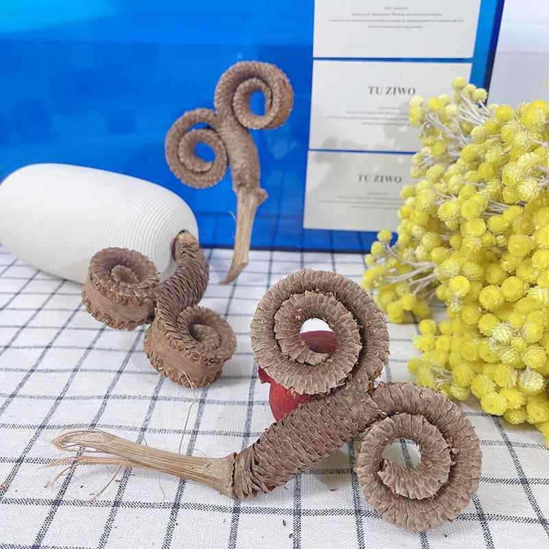 糖棕雄花絮羊角环乾燥花装饰插花家居摆饰节日礼品天然植物设计花