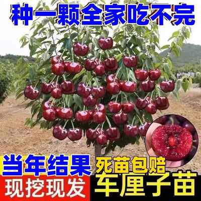 车厘子树苗樱桃树苖矮化樱桃树果树南方北方种植盆栽庭院大樱桃苗