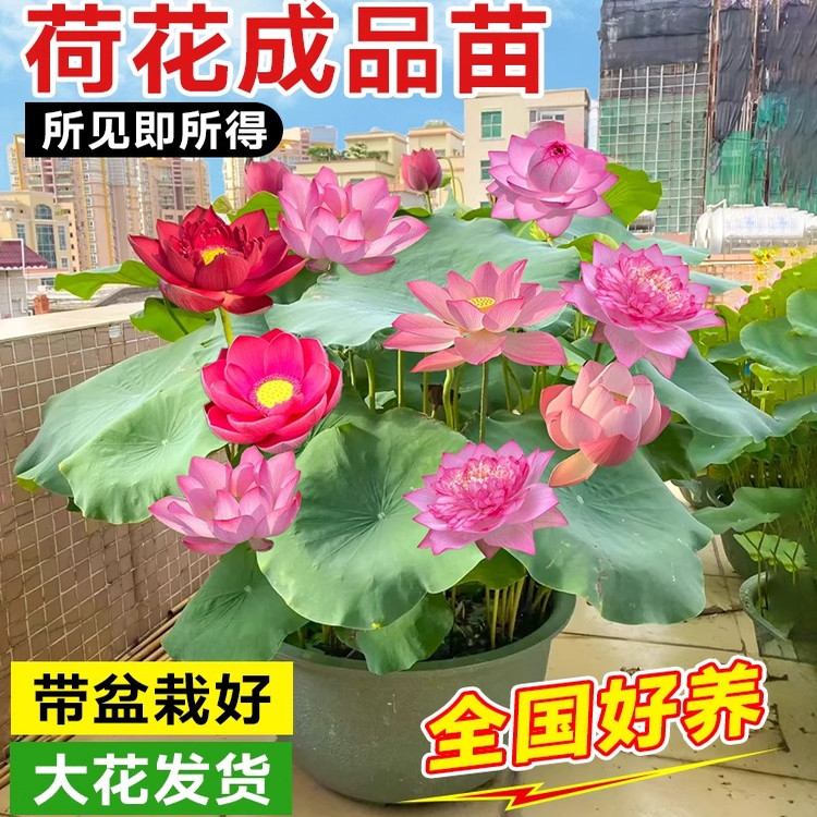观赏荷花盆栽水养带花苞鱼缸造景荷花成品苗莲花水养池塘水生植物