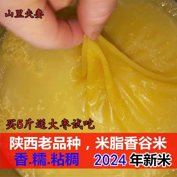 黄小米延安油小米老品种香谷米2024年新米脂小米原粮香谷米500g