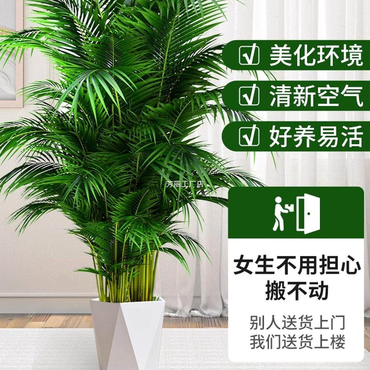 散尾葵大型绿植客厅绿色植物凤尾竹室内盆栽办公室落地天堂鸟泽直