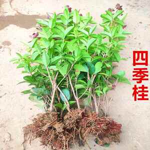 四季桂花树苗桂花小苗淡香庭院别墅绿化常青色块绿篱花坛阳台地栽
