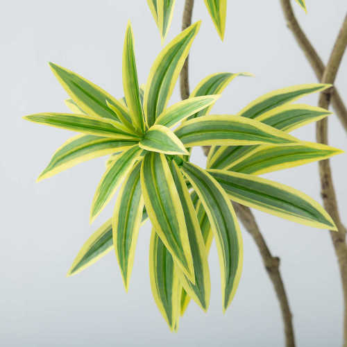 仿真绿植高级感金边百合竹落地植物盆栽室内客厅装饰摆件假树盆景