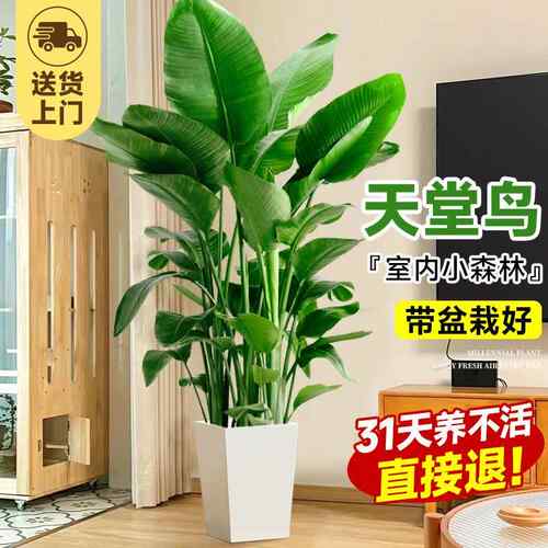 天堂鸟盆栽绿植室内大型办公室客厅鹤望兰好养植物乔迁真树吸甲醛