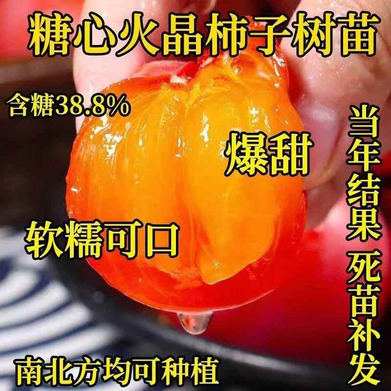 正宗柿子树苗耐寒新品火晶软柿子苗盆栽地栽南北方种植当年结果苗
