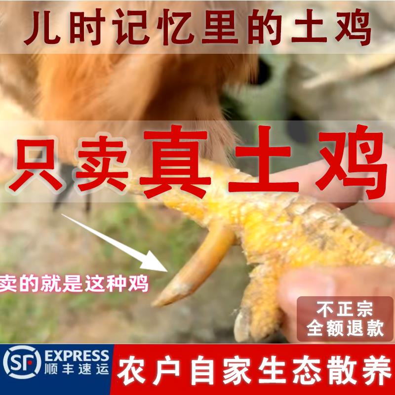 农家新鲜土鸡鸡老母鸡家养黄油茂名阉鸡散养农村本地皮脆现杀活鸡
