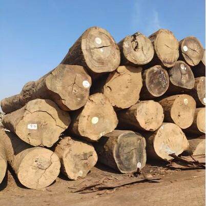 大径刚果花梨原木 西非花梨木材 菜板家具实木料 加工刚果花梨板