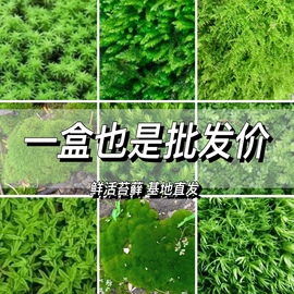 鲜活苔藓微景观植物盆景盆栽铺面假山水陆缸造景植物白发藓朵朵藓