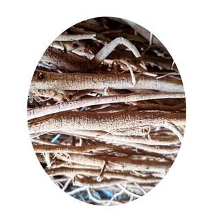 福建野生千斤拔 一条根 钻地风 500克干货包邮