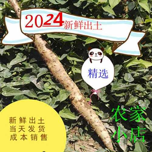 新疆包邮精选焦作温县新鲜垆土铁棍山药 淮怀铁杆山药5斤包邮