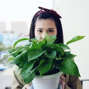 绿萝盆栽室内植物新房吸除气味水培花卉绿植盆景长藤垂吊兰大家居