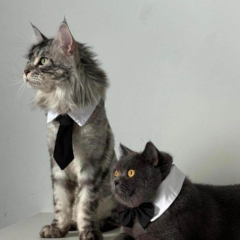 缅因猫专用领带公猫帅气小领结主人结婚围脖蝴蝶结装饰礼服幼猫