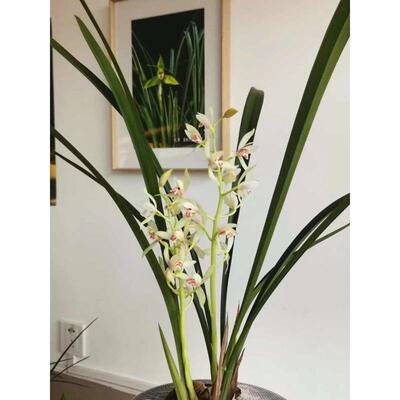 带芽秋榜 金榜题名 浓香沁人 超爱开花 清新淡雅 俊秀飘逸