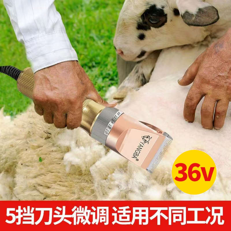 36v羊霸大功率剃毛器推羊毛推子绒山羊长毛兔电推剪养殖户羊毛推