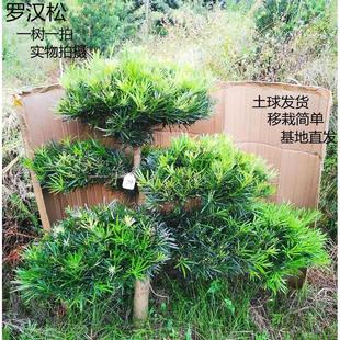 树名真贵四季 好盆景养罗汉松土一树球庭院树苗新款 常青造型带一拍