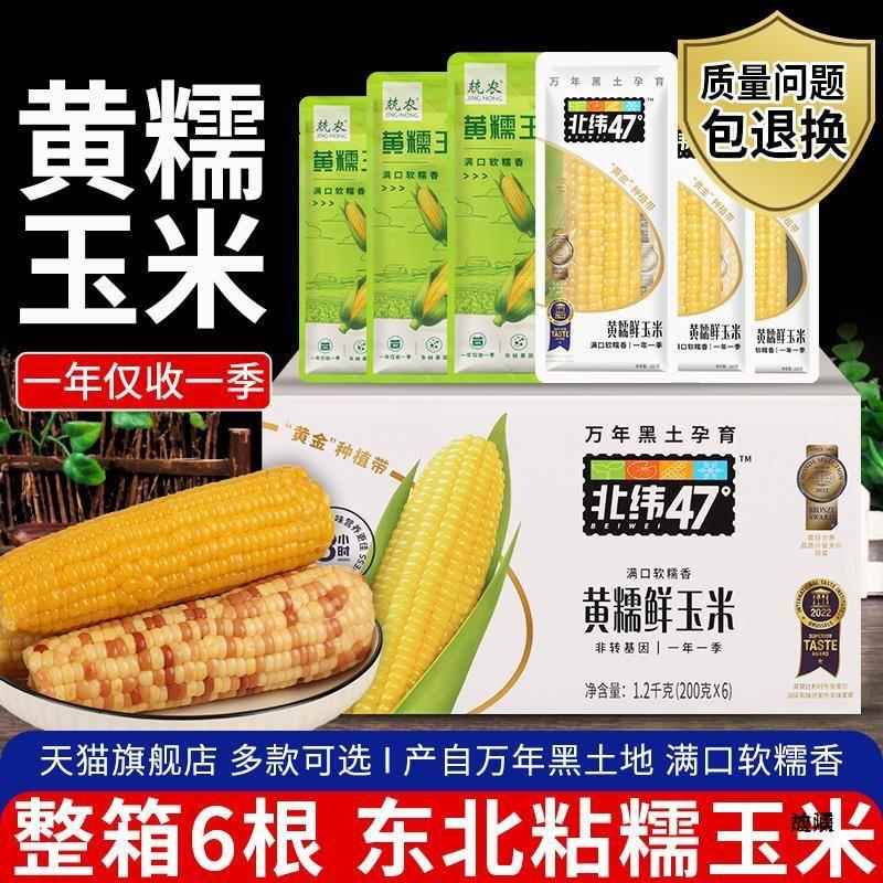 北纬47度东北黄糯玉米200*6根真空加热即食黑糯粘玉米棒粗粮早餐