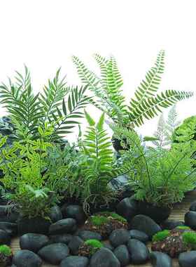 仿真蕨类植物小型盆栽手工假厥树绿植盆景森系造景桌面装饰小盆栽