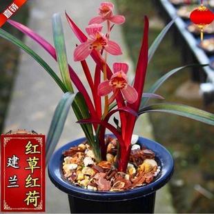 名贵四季 精品盆栽室内花卉建兰阳台绿植兰草 兰花苗 红草红荷