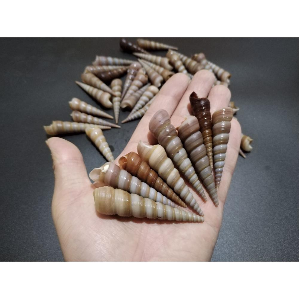 天然海螺 钉螺壳一斤80-100只 手工diy材料鱼缸造景装饰