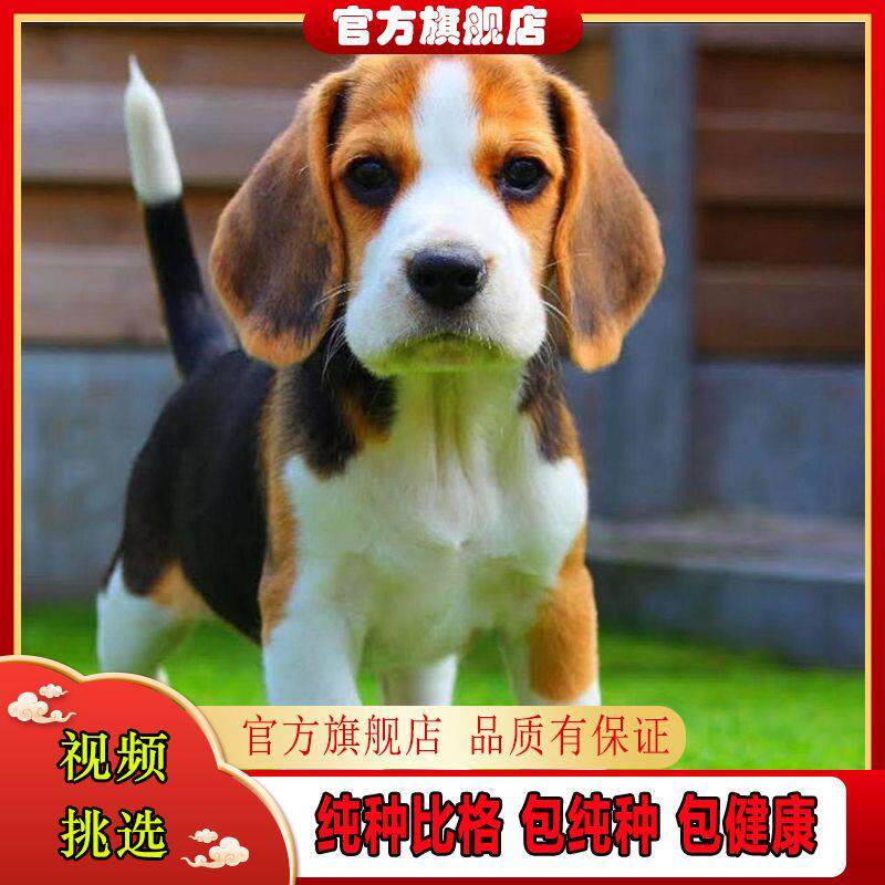 比格犬幼犬混血活物小型猎犬大耳朵小奶狗家养便宜活物宠物米格鲁