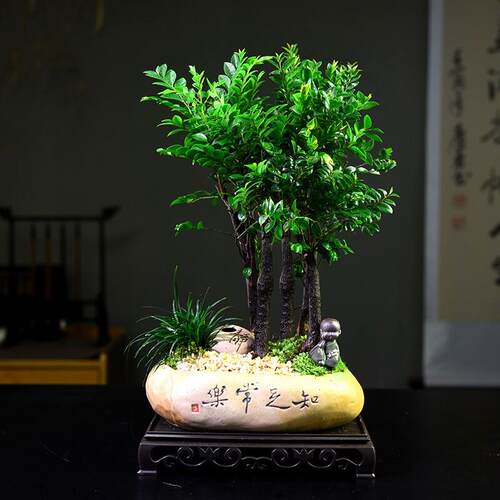 紫檀盆栽客厅桌面绿植黑骨茶室内书房好养小盆景装饰摆饰阳台植物