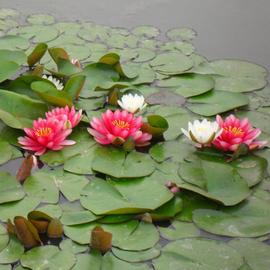 水生大睡莲根块 水培植物 池塘莲花水生根块 大四季水养花卉根茎