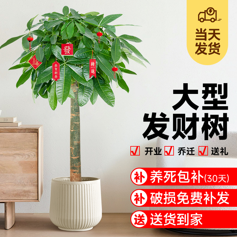 发财树客厅盆栽大型室内绿植好养招财树办公室乔迁开业落地植物棵