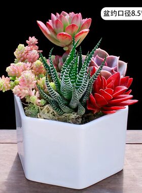 花盆大口径粗陶肉肉植物组合拼盆长方形专用花盆陶瓷特价清仓