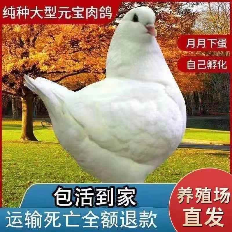 巨型白元宝鸽子活体一对超大体鸽鸟