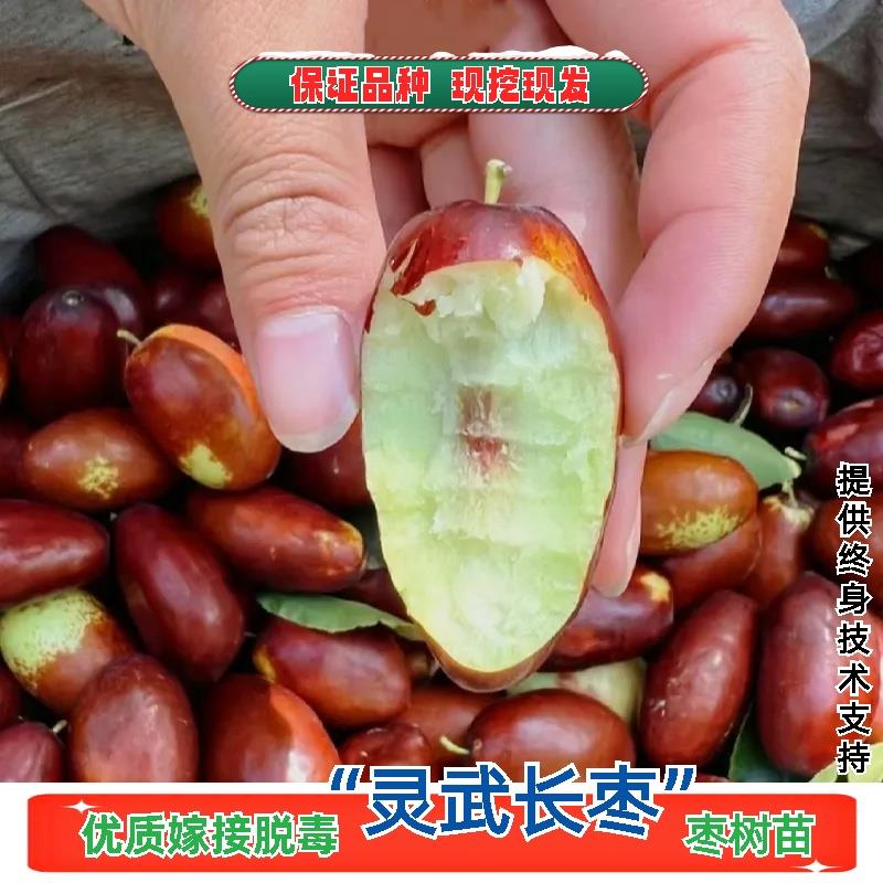 正宗灵武长枣树苗特大嫁接耐寒枣树苗活苗冬枣冰糖大枣枣子果树苗