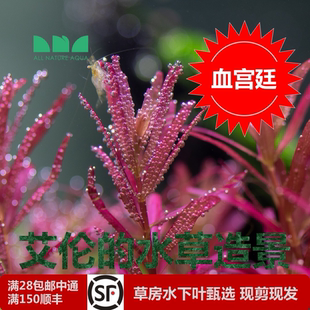 红粉宫廷下叶水草宫廷云端水草中艾伦后景景造景 荷兰血红丹麦水