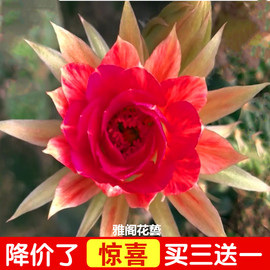 令箭荷花进口昙花盆栽带根苗无花苞嫁接枝条仙人掌科多肉植物花卉