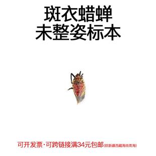 真昆虫未整姿斑衣蜡蝉标本材料手工DIY原虫标本手工DIY材料