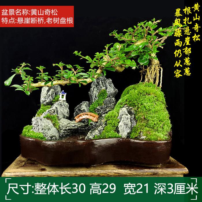 石水假山集合盆景六月雪罗汉松文室竹盆栽山树桩悬崖植物内吸水假