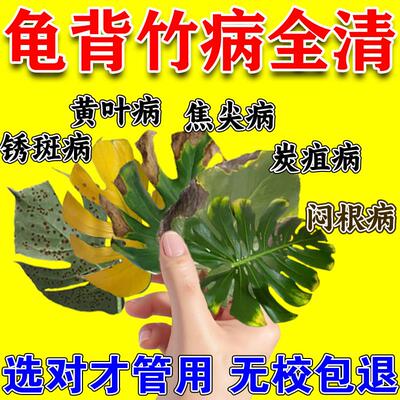 龟背竹叶子发黄发黑锈斑病水培龟背竹营养液专用肥焦尖炭疽铁锈病