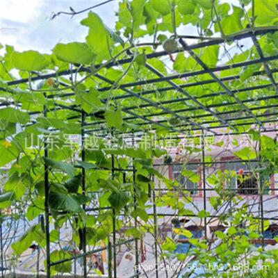 植物爬萄菜藤架包塑钢管园果园花园支架YUY黄瓜豆西红柿葡月季角