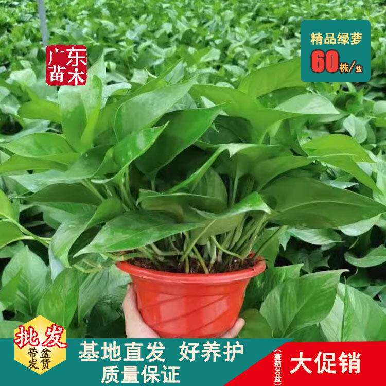 绿萝大盆的绿萝红盆大绿萝室内吸甲醛净化空气植物长藤植物