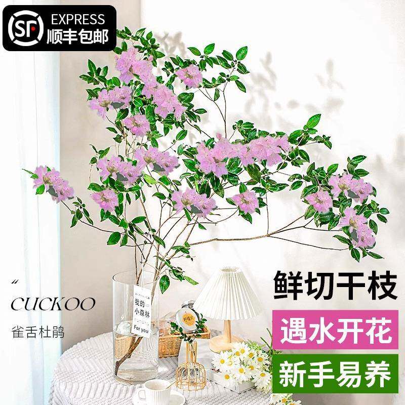 雀舌杜鹃水培植物鲜切枝条盆栽四季开花室内客厅花卉水养鲜花绿植