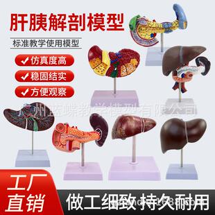 医学仿真人体肝脏解剖模型肝门胆囊胆管结构消化系统器官演示教具