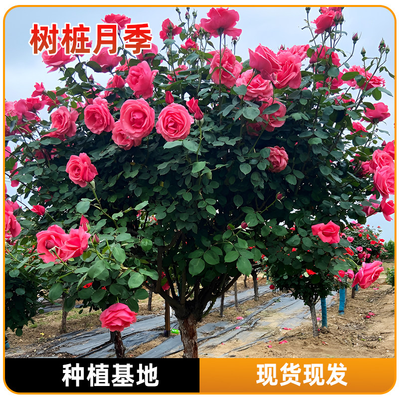 月季花苗大花卉绿植物室内盆栽玫瑰灌木果汁阳台蔷薇爬藤四季开花